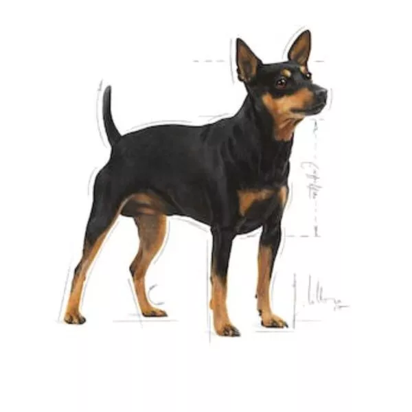 Royal Canin mini sensible